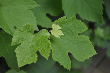 Tiny vine leaf under big leafs by jziprian