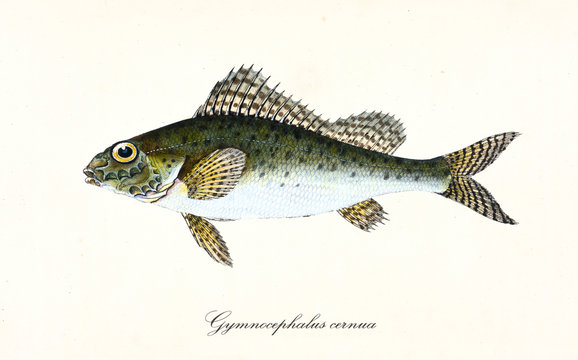 Ancient colorful illustration of Eurasian Ruffe (Gymnocephalus cernua), side view of the greenish fish with his thorny dorsal fins, isolated element on white background. By Edward Donovan. London 1802