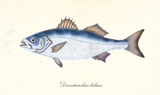 Ancient colorful illustration of European Bass (Dicentrarchus labrax), side view of the silvery fish with its thorny dorsal fins, isolated element on white background. By Edward Donovan. London 1802
