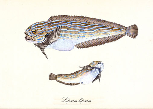 Ancient colorful illustration of Common Seasnail (Liparis liparis), top view and bottom view of the fish exemplary, isolated element on white background. By Edward Donovan. London 1802