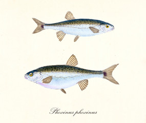Ancient colorful illustration of Common Minnow (Phoxinus phoxinus), side view of two fishes with their typical shape, isolated element on white background. By Edward Donovan. London 1802