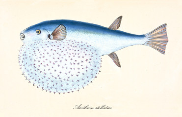Ancient colorful illustration Stellate Puffer (Arothron stellatus), side view of the long fish swelling its throat, isolated element on white background. By Edward Donovan. London 1802 - obrazy, fototapety, plakaty