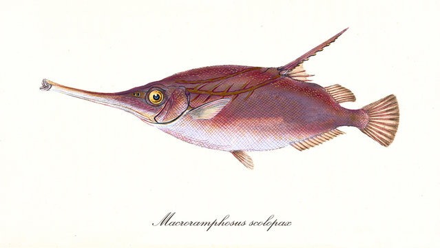 Ancient colorful illustration of Longspine snipefish (Macroramphosus scolopax), side view of the reddish fish with its strange long nose, isolated on white background. By Edward Donovan. London 1802