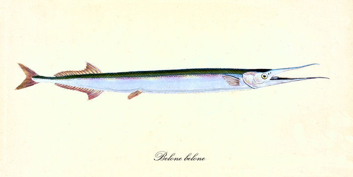 Ancient colorful illustration of Garfish (Belone belone), side view of the long fish with its strange long mouth, isolated element on white background. By Edward Donovan. London 1802