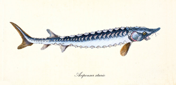 Ancient colorful illustration of European Sea Sturgeon (Acipenser sturio), side view of the long fish with hard scales, isolated element on white background. By Edward Donovan. London 1802