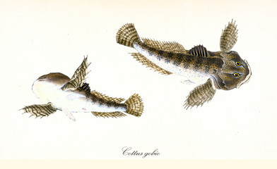 Ancient colorful illustration of European bullhead (Cottus gobio), top view and bottom view of the strange brownish fish, isolated elements on white background. By Edward Donovan. London 1802