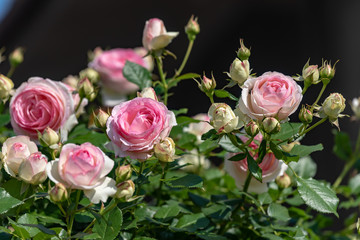 ピンクのバラの花と蕾
