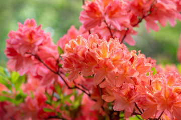 レンゲツツジの花