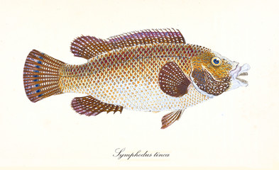 Ancient colorful illustration of East Atlantic Peacock Wrasse (Symphodus tinca), side view of the fish with its bright colors skin, isolated elements white background. By Edward Donovan. London 1802