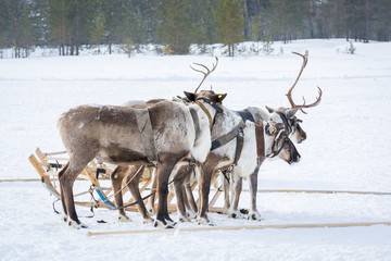 Noble reindeer in harness next to sleds ready flee on winter camp in Siberia.