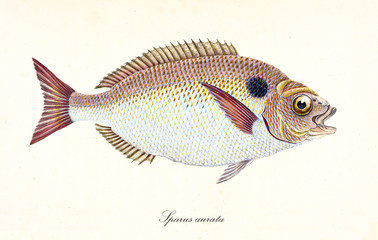 Ancient colorful illustration of Gilt-Head Bream (Sparus aurata), side view of the rounded fish with its orange and white skin, isolated elements on white background. By Edward Donovan. London 1802