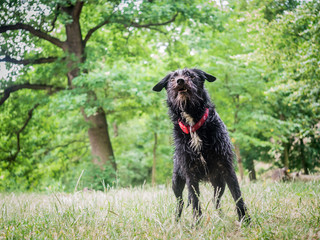 Full body photo of mix breed schnollie, schnauzer x border collie