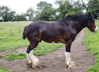 Fototapeta premium ShireHorse in Field