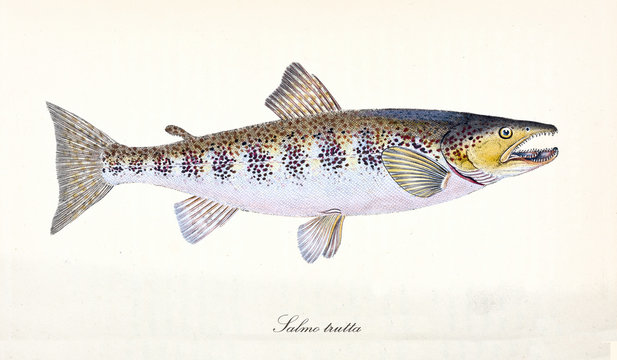 Ancient colorful illustration of River Trout (Salmo trutta), sid view of the fish with its dotted skin on back and pink stomach, isolated elements on white background. By Edward Donovan. London 1802