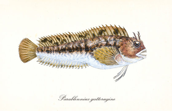 Ancient colorful illustration of Tompot Blenny (Parablennius gattorugine), fish side view with its long lines of thorny fins, isolated elements on white background. By Edward Donovan. London 1802