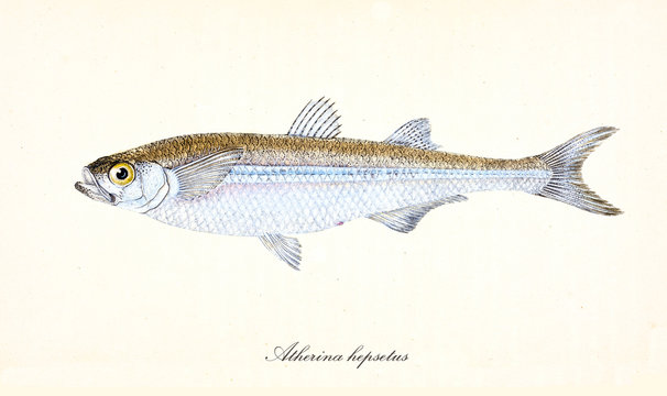 Ancient colorful illustration of Mediterranean Sand Smelt (Atherina hepsetus), fish side view with its yellow and silvery skin, isolated elements on white background. By Edward Donovan. London 1802