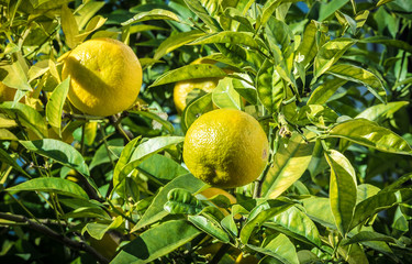 Orange tree in the green field