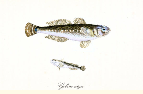 Ancient colorful illustration of Black Goby (Gobius niger), top view and bottom view of the dark and silvery fish with big eyes, isolated element on white background. By Edward Donovan. London 1802