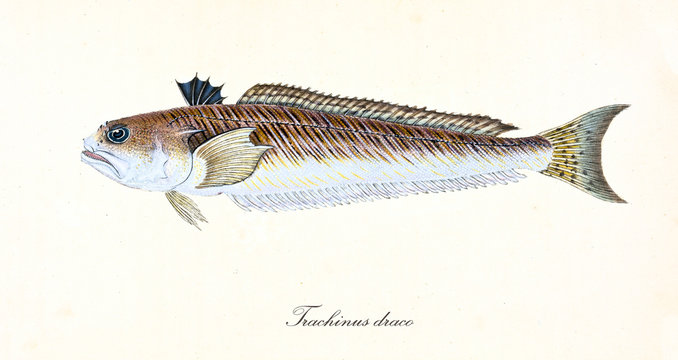 Ancient colorful illustration of Greater Weever (Trachinus draco), side view of the menacing fish with its darkish striated skin, isolated element on white background. By Edward Donovan. London 1802