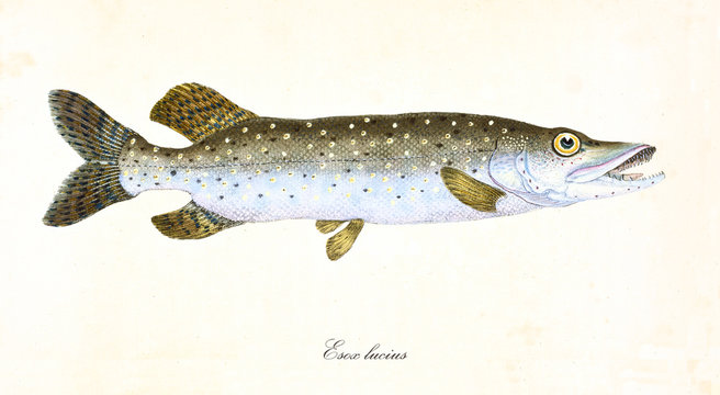 Ancient colorful illustration of Northern Pike (Esox lucius), side view of the fish with its darkish green and white skin, isolated element on white background. By Edward Donovan. London 1802