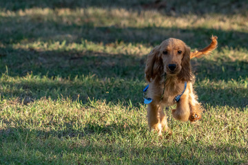 puppy dog cocker spaniel running on grass
