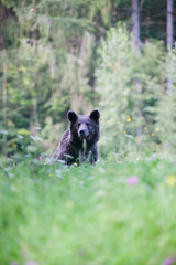 Fototapeta na wymiar brown bear in its natural habitat