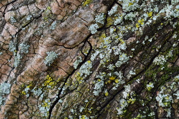 tree texture