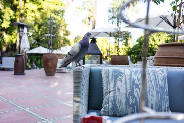 dove sitting on gardening chair in restaurant