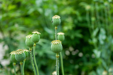 closed green flower buds with green background