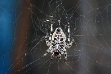 A large female spider (araneus diadematus) wove spider web, and expects prey