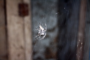 A large female spider (araneus diadematus) wove spider web, and expects prey
