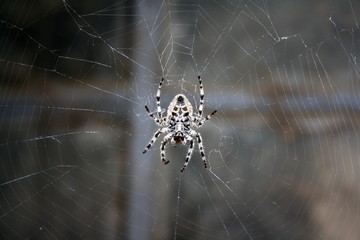 A large female spider (araneus diadematus) wove spider web, and expects prey