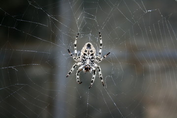 A large female spider (araneus diadematus) wove spider web, and expects prey