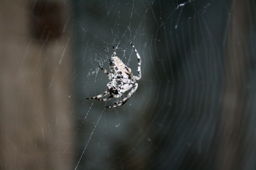 A large female spider (araneus diadematus) wove spider web, and expects prey