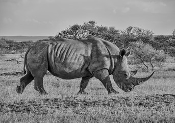 Fototapeta premium White Rhinoceros