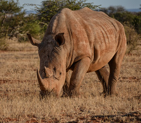 Fototapeta premium White Rhinoceros