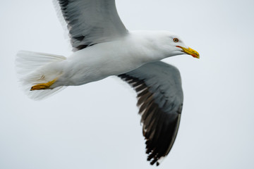 Flying Sea Gulls in White Sea, Russia