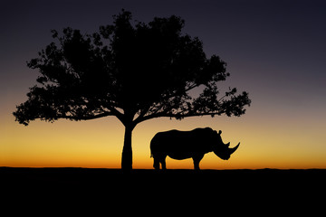 Fototapeta na wymiar Rhino Sunset Silhouette