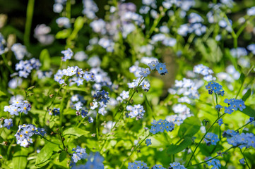 Myosotis sylvatica - the beautiful blue spring flowers