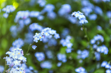 Myosotis sylvatica - the beautiful blue spring flowers