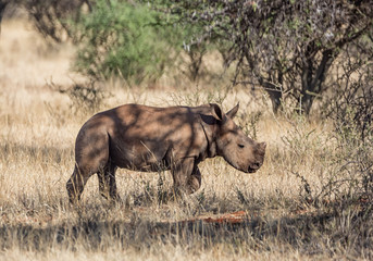 Fototapeta na wymiar White Rhino Calf