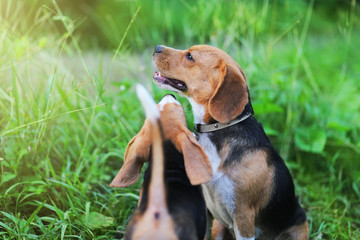 A couple of beagle dog playing on the green grass.