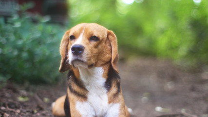 Portrait of beagle dog sitting on the ground outdoor.