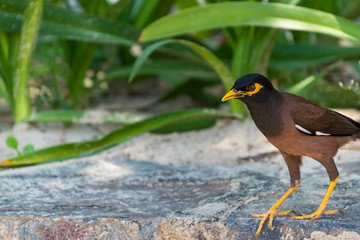 Colorful Birds