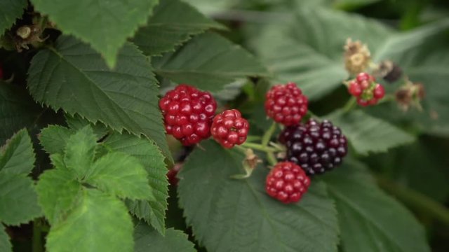 Close up of blackberries on a blackberry bush, on a farm