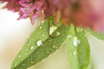 raindrops on a clover leaf with a blurry background