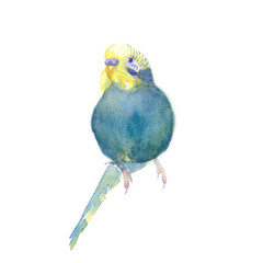 wavy parrot blue with a yellow head  watercolor illustration
