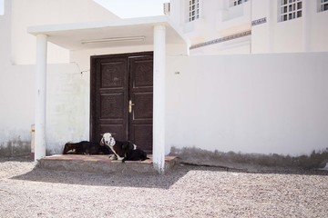 Weißer Hauseingang mit Ziegen im Oman