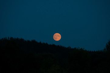 Full Moon Rising over Coniferous Forest