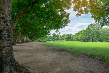 Row of tree and field of green grass with blue sky at park in summer